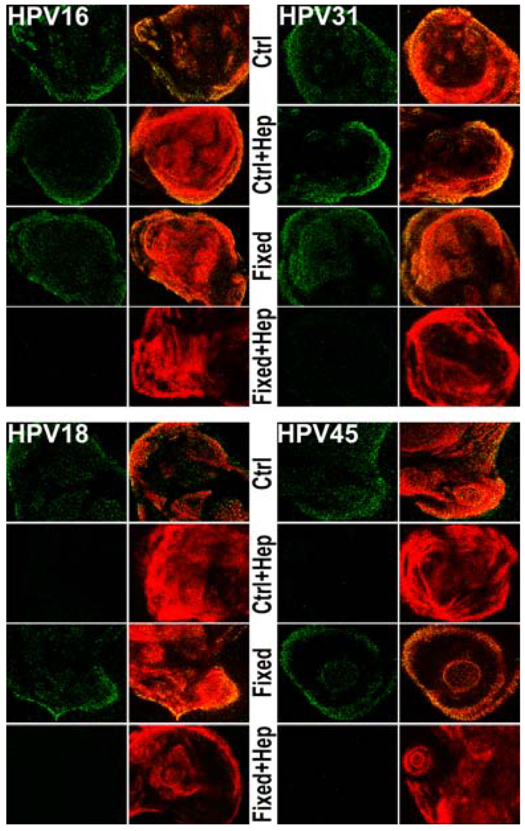 Viruses 06 04856 g004 1024