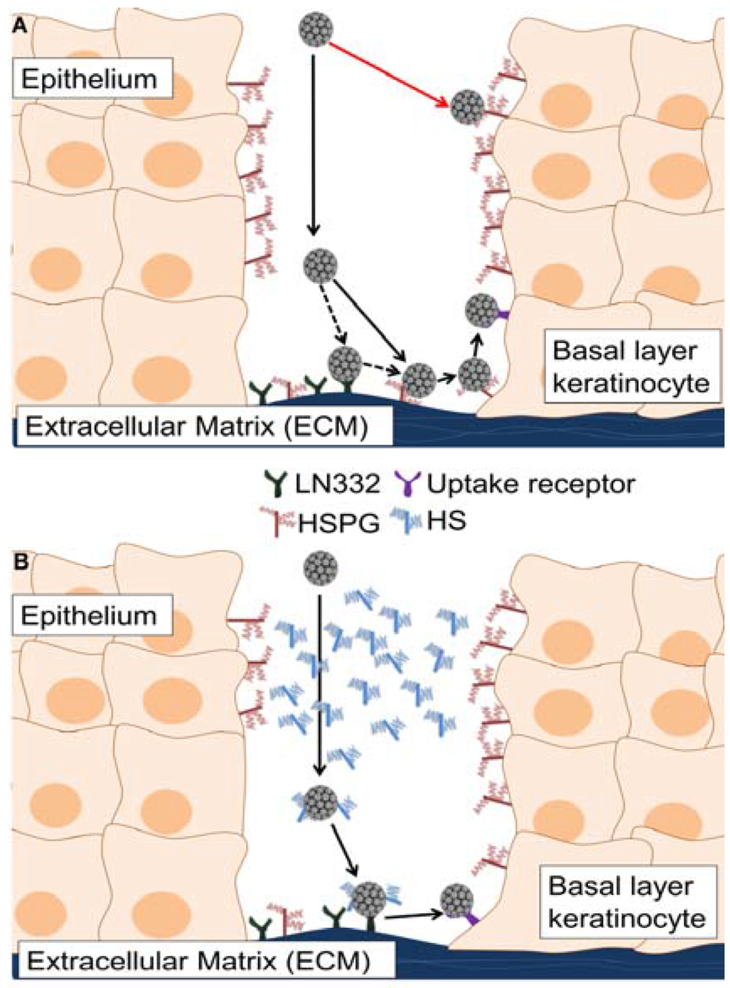 Viruses 06 04856 g007 1024