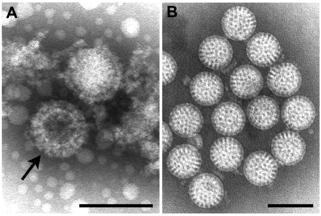 Viruses 06 04902 g002 1024