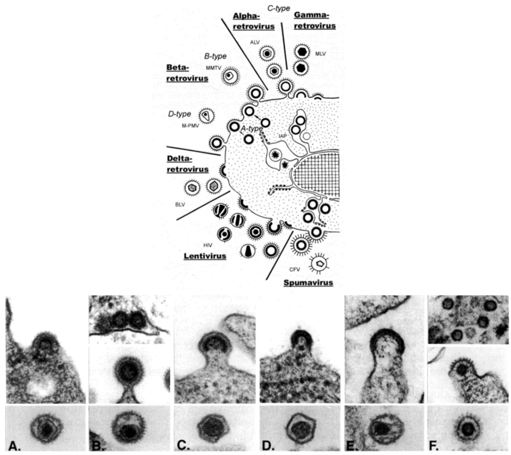 Viruses 06 04902 g003 1024
