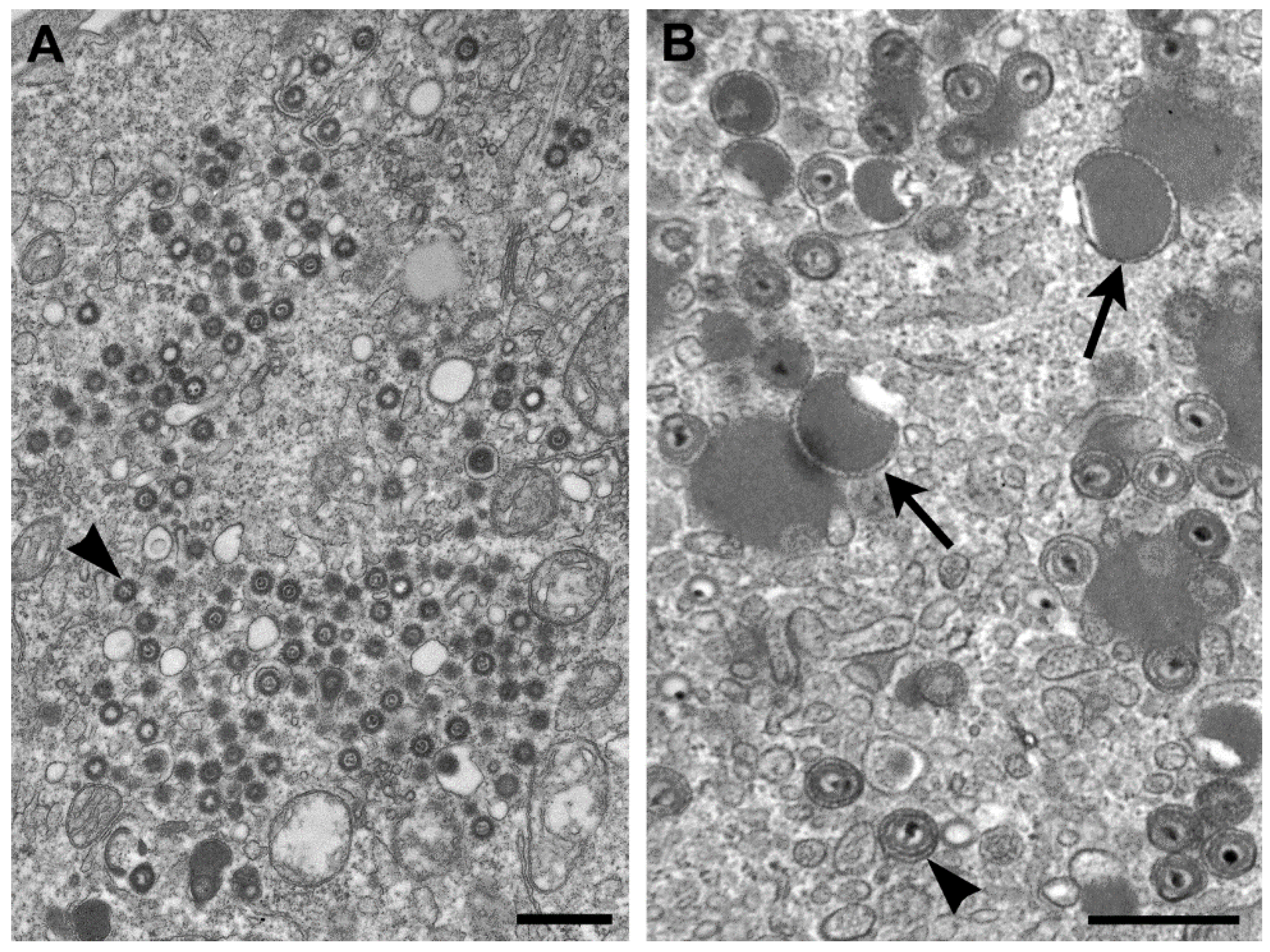 Viruses 06 04902 g004