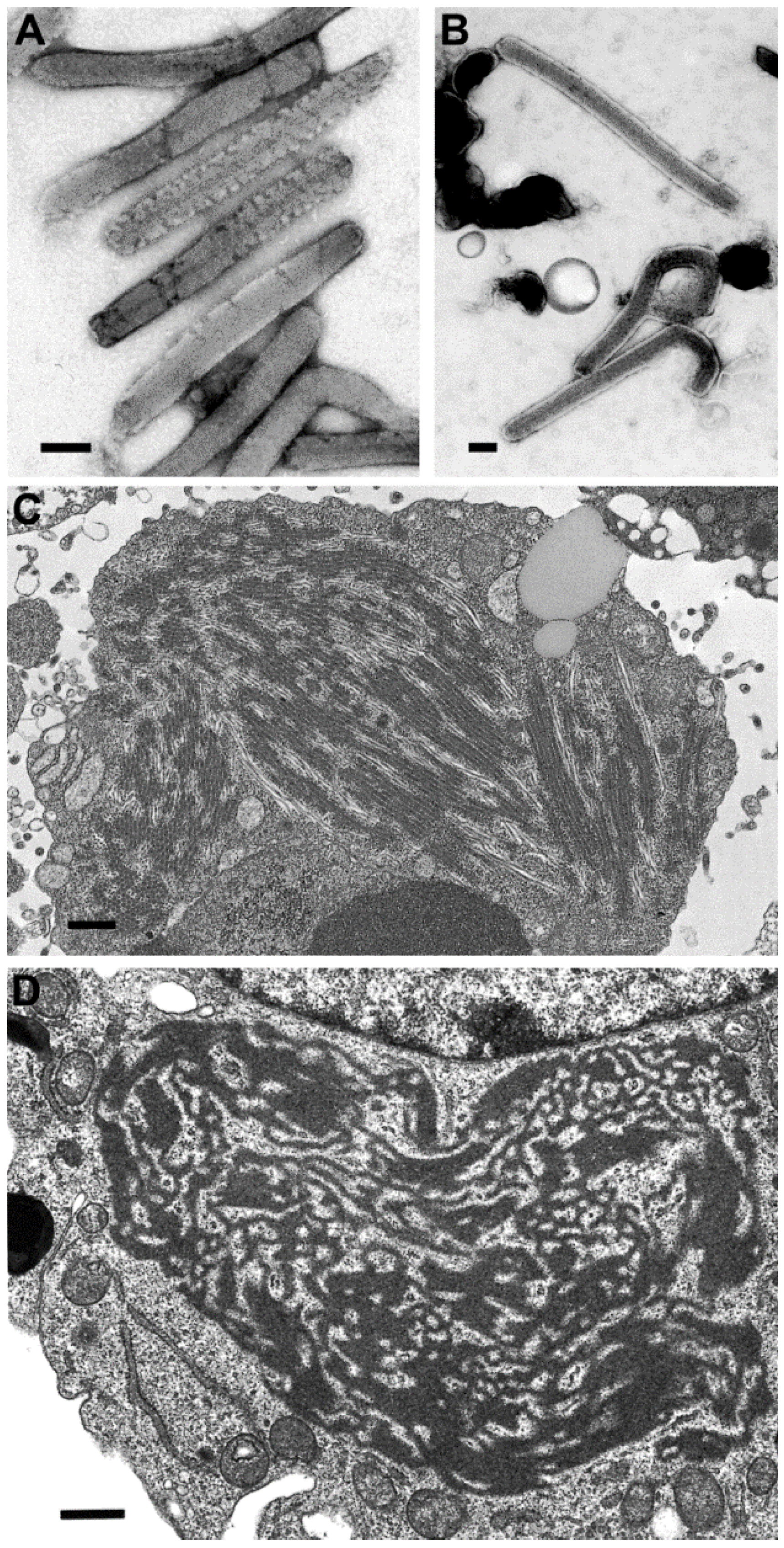 Viruses 06 04902 g005