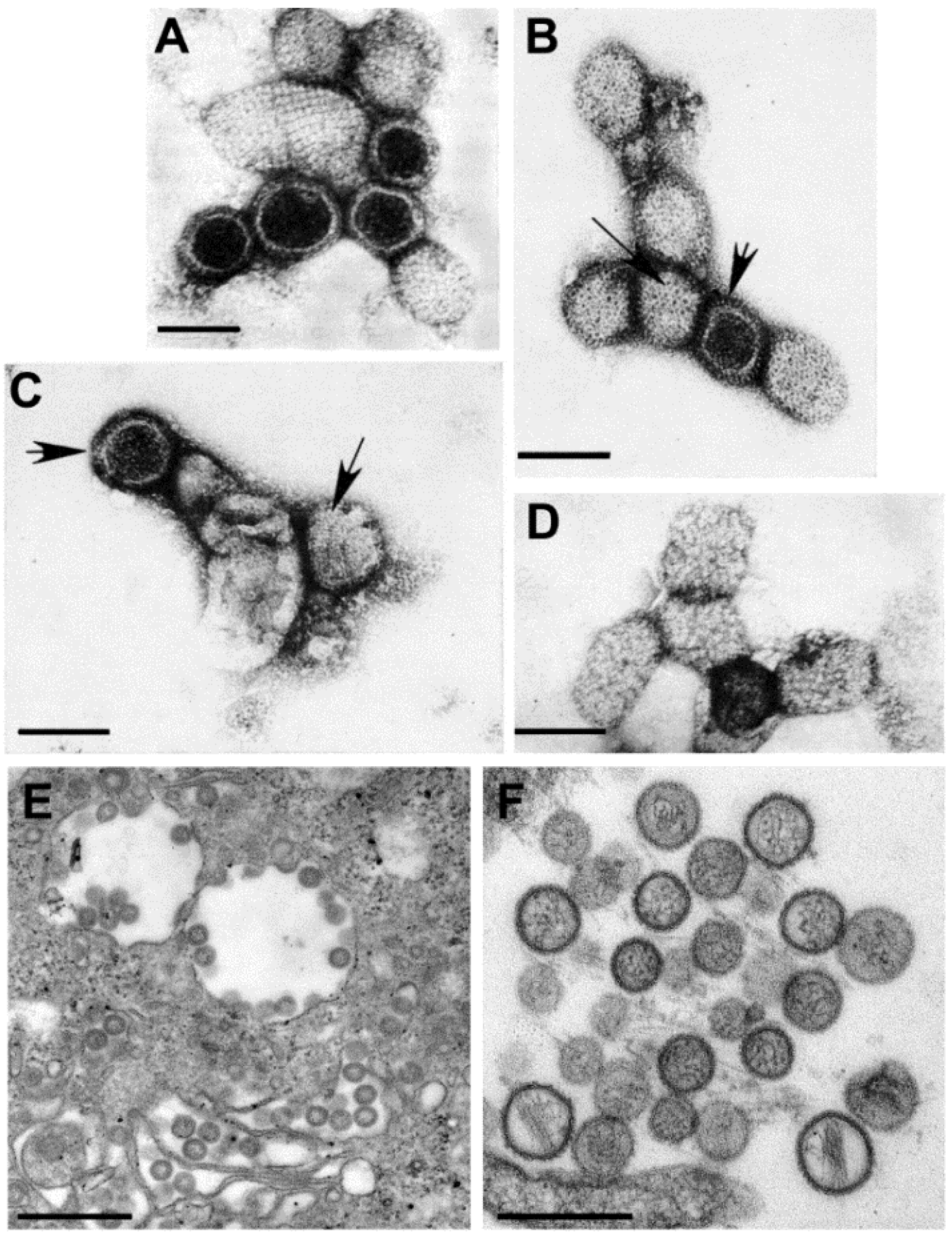 Viruses 06 04902 g006