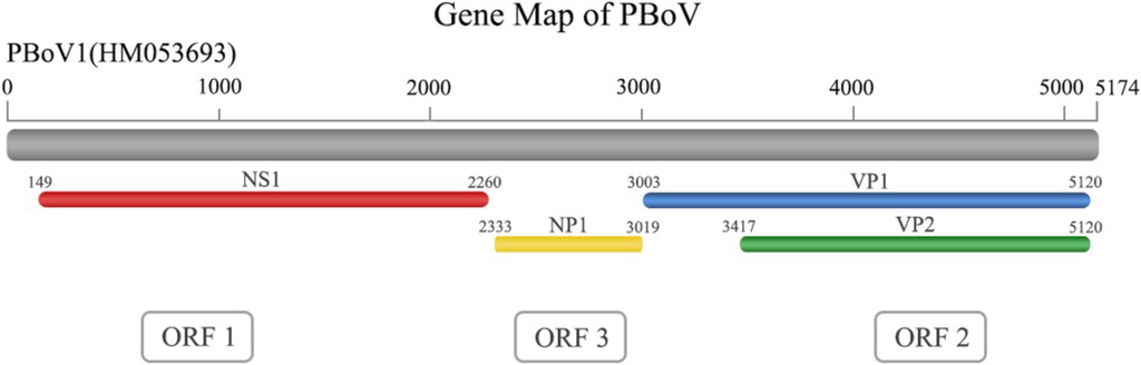 Viruses 06 04946 g002 1024