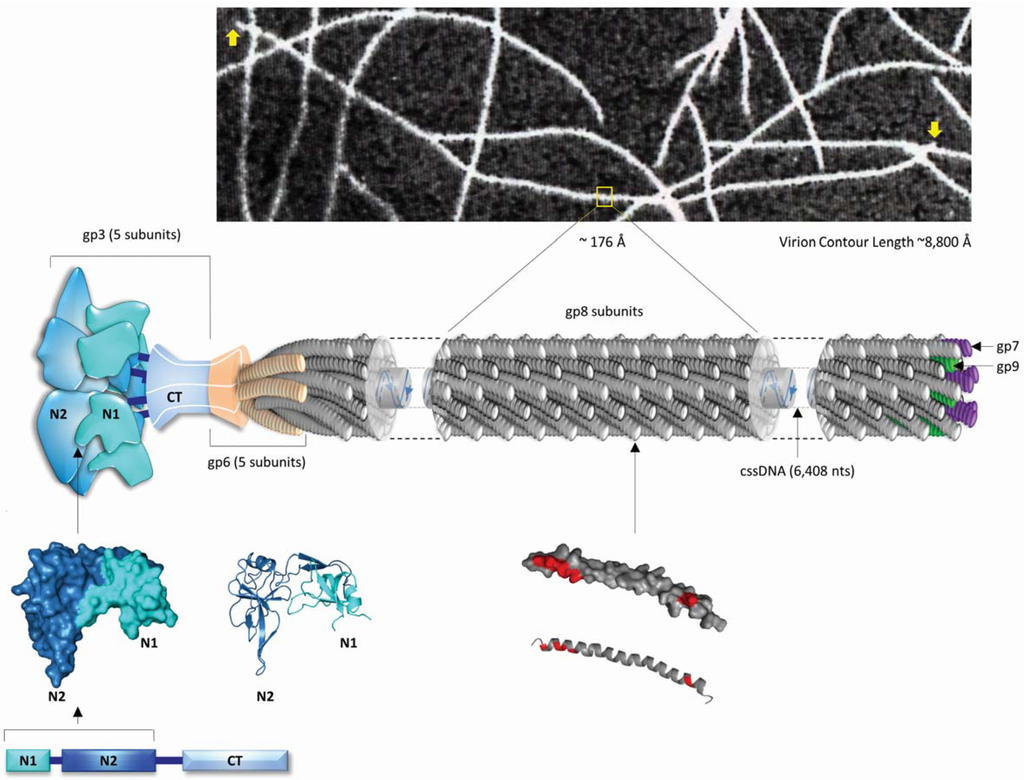 Viruses 06 05047 g001 1024