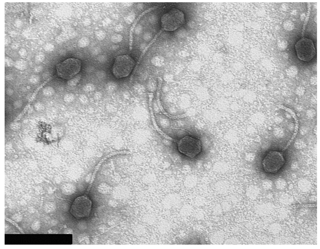 Viruses 06 05077 g001 1024