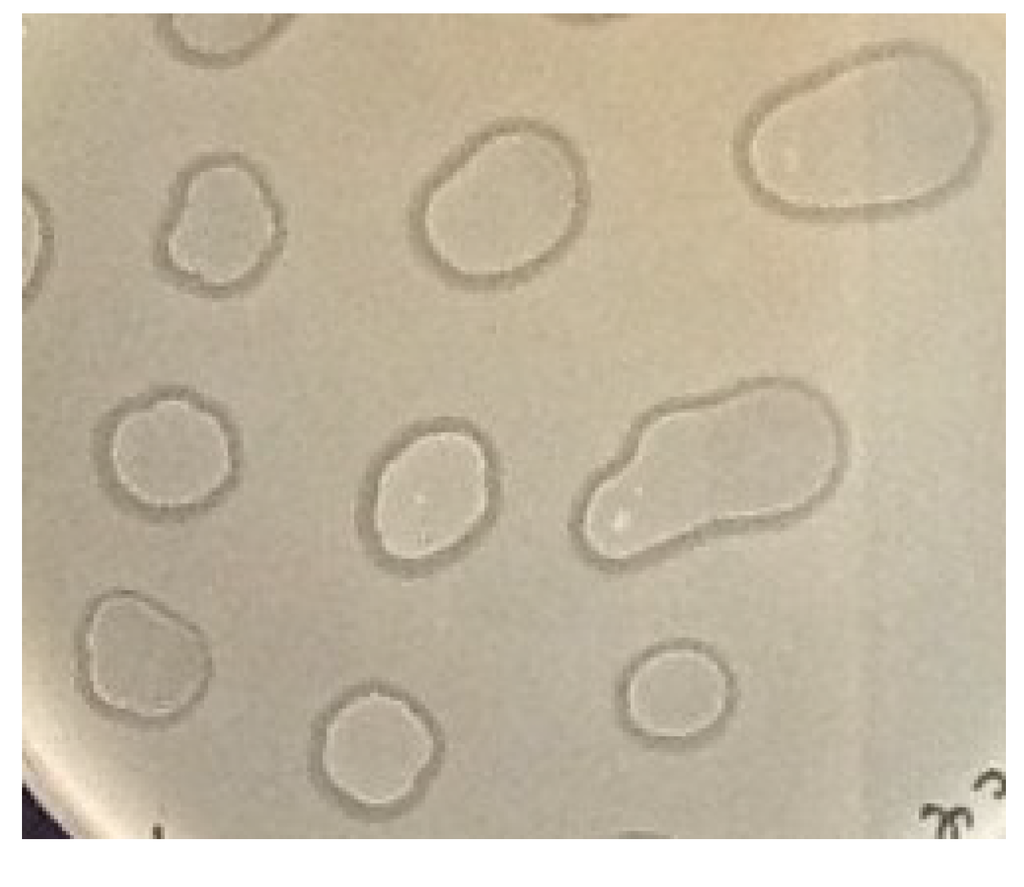 Viruses 06 05077 g004 1024