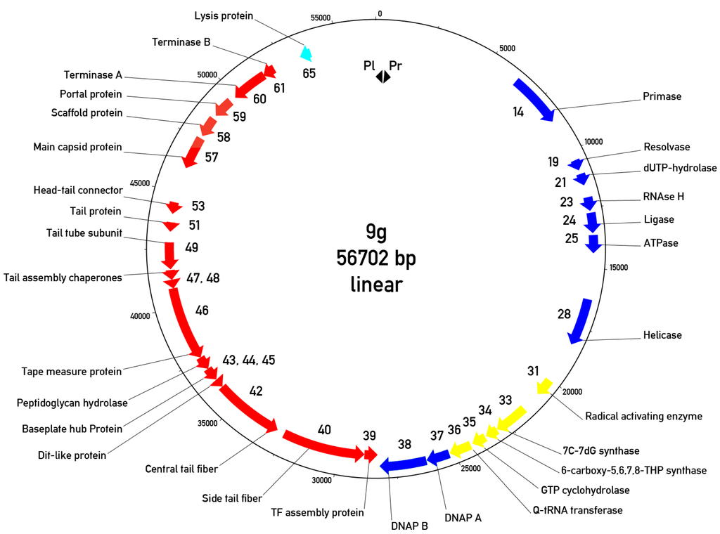 Viruses 06 05077 g007 1024