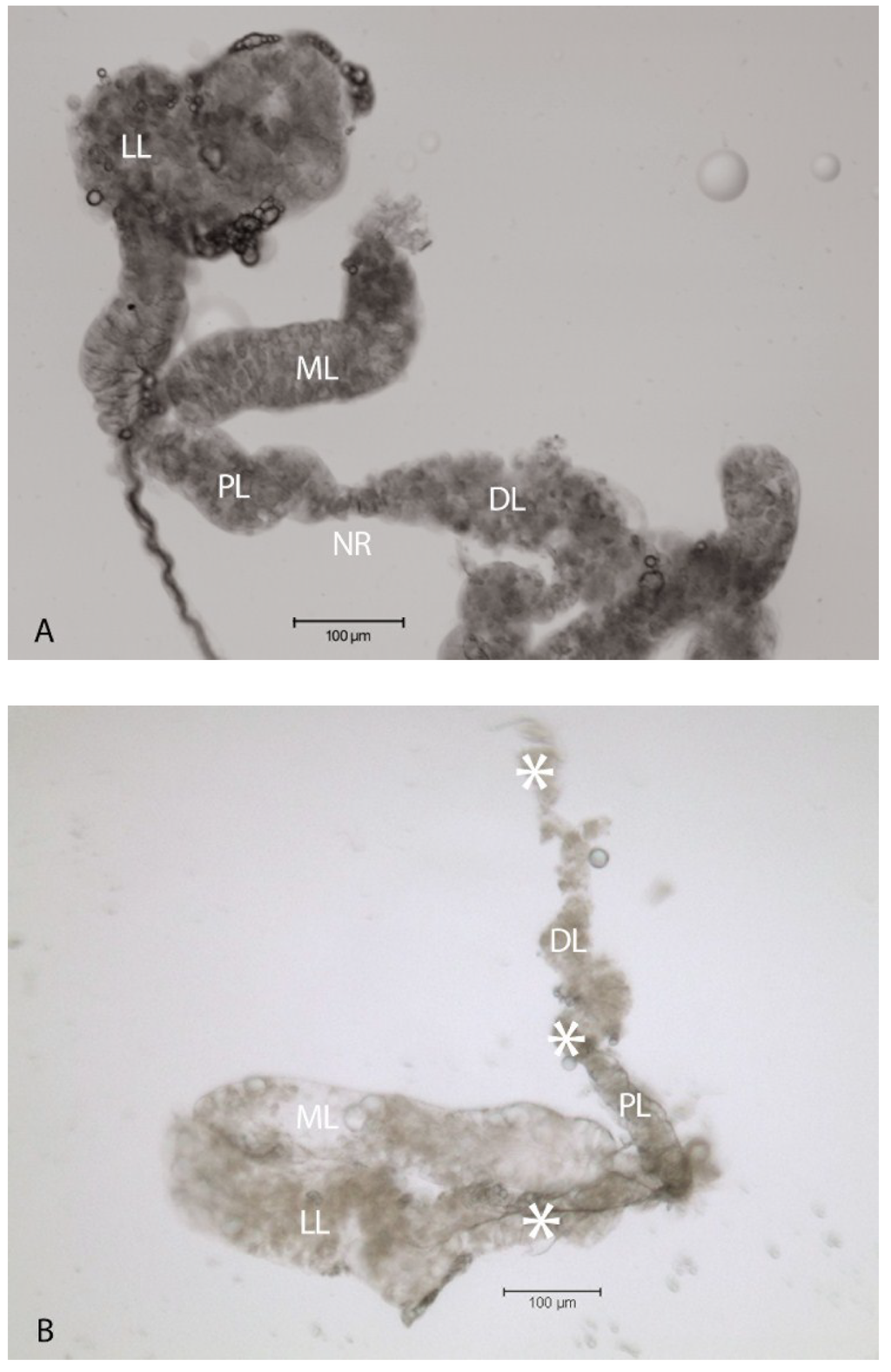 Viruses 06 05182 g001a 1024