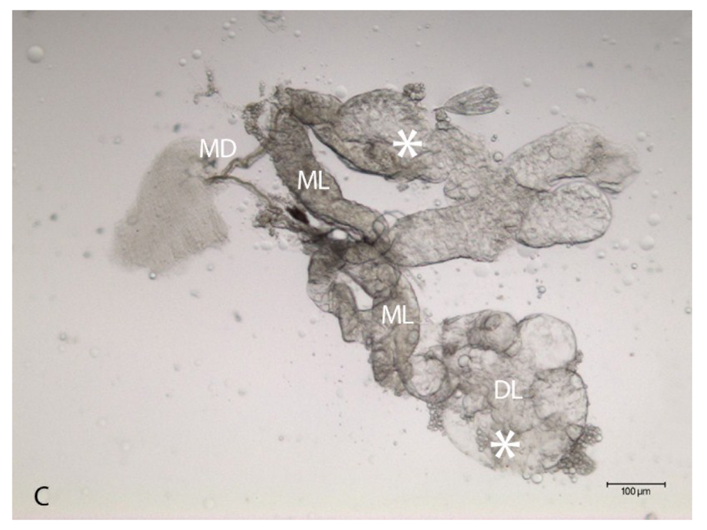 Viruses 06 05182 g001b 1024