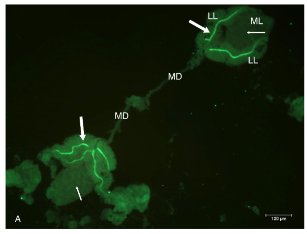 Viruses 06 05182 g002a 1024