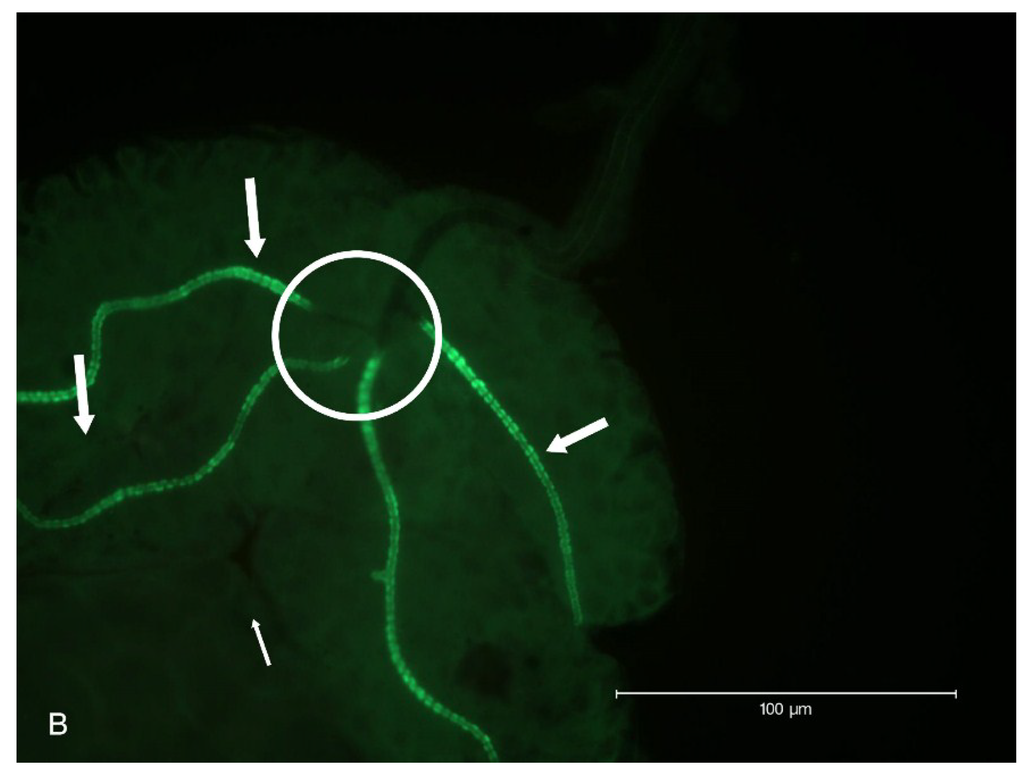 Viruses 06 05182 g002b 1024