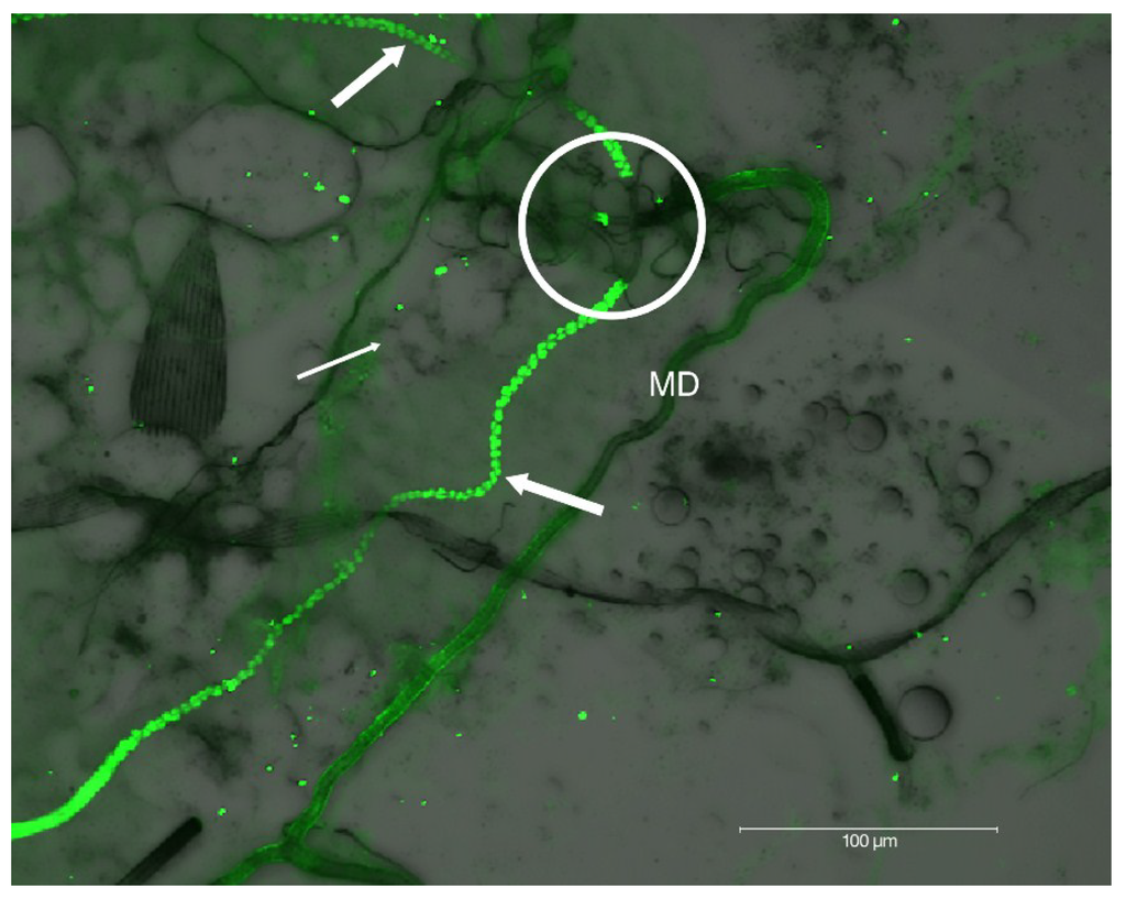 Viruses 06 05182 g003 1024