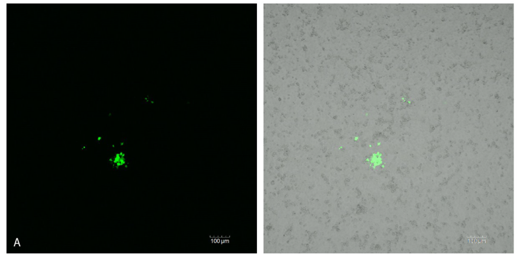 Viruses 06 05182 g005a 1024