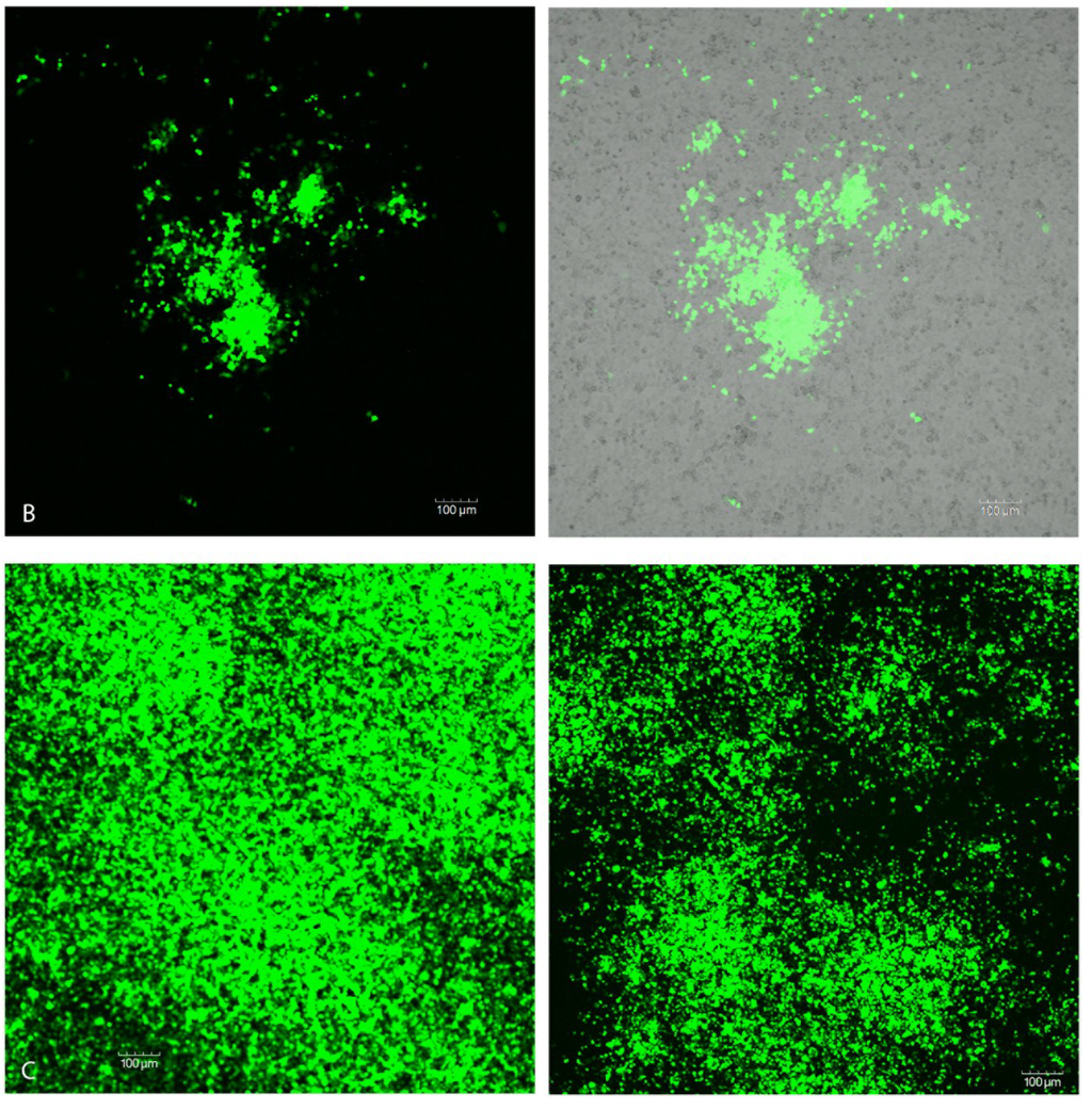 Viruses 06 05182 g005b 1024
