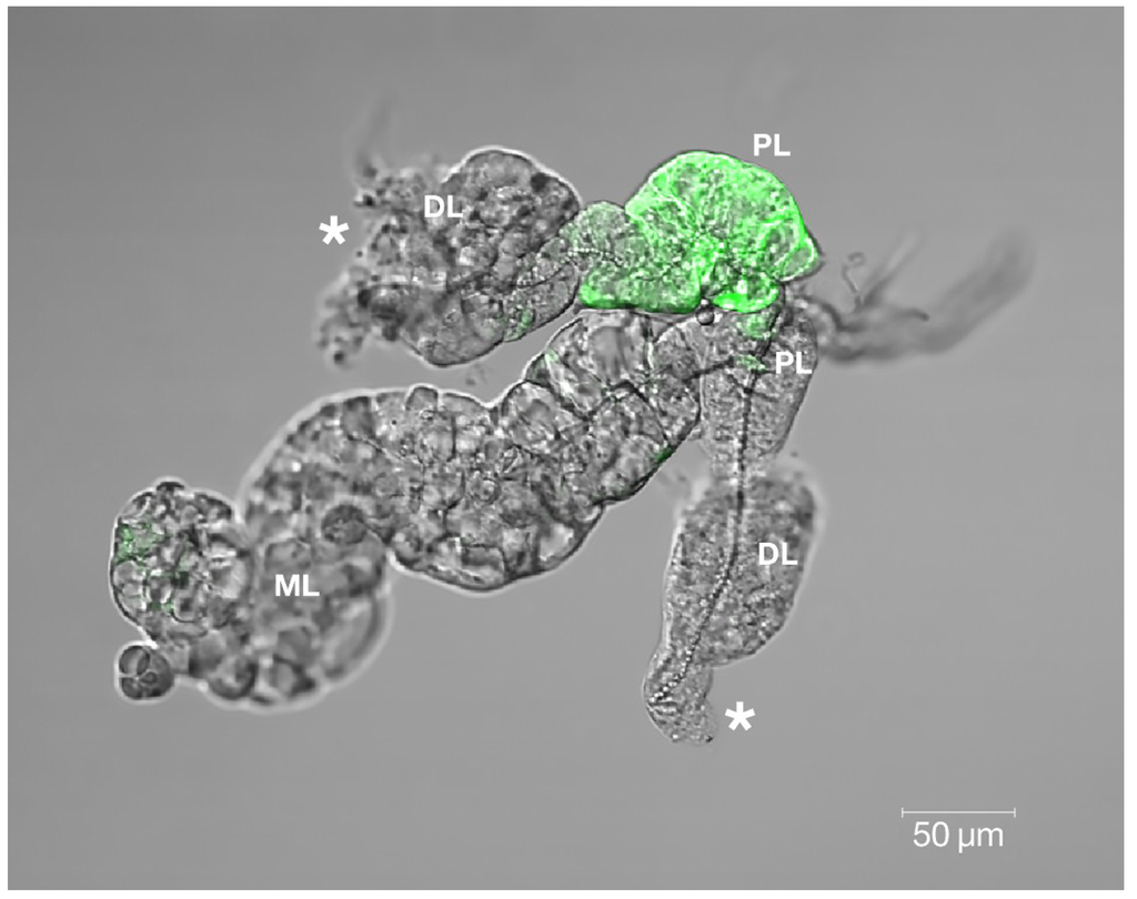 Viruses 06 05182 g006 1024