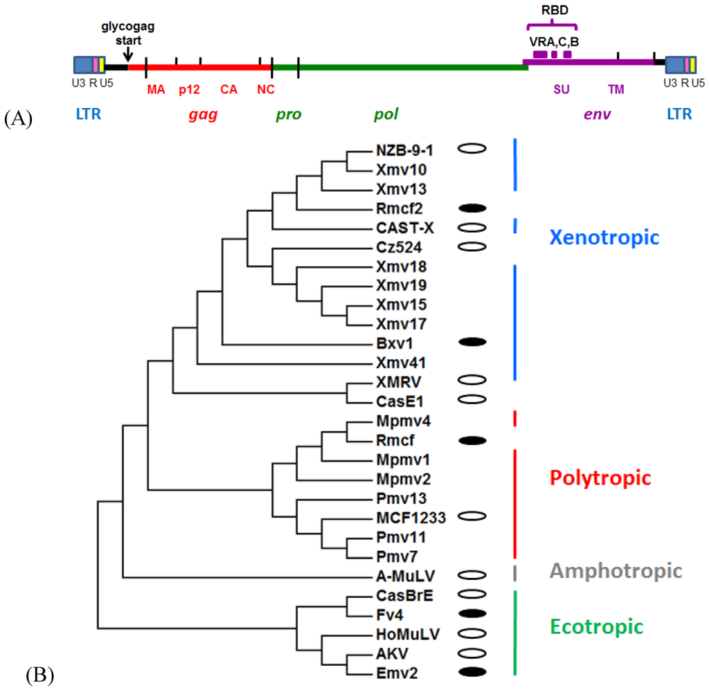 Viruses 07 00001 g001 1024
