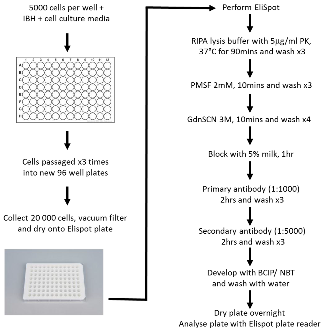 Viruses 07 00180 g004 1024