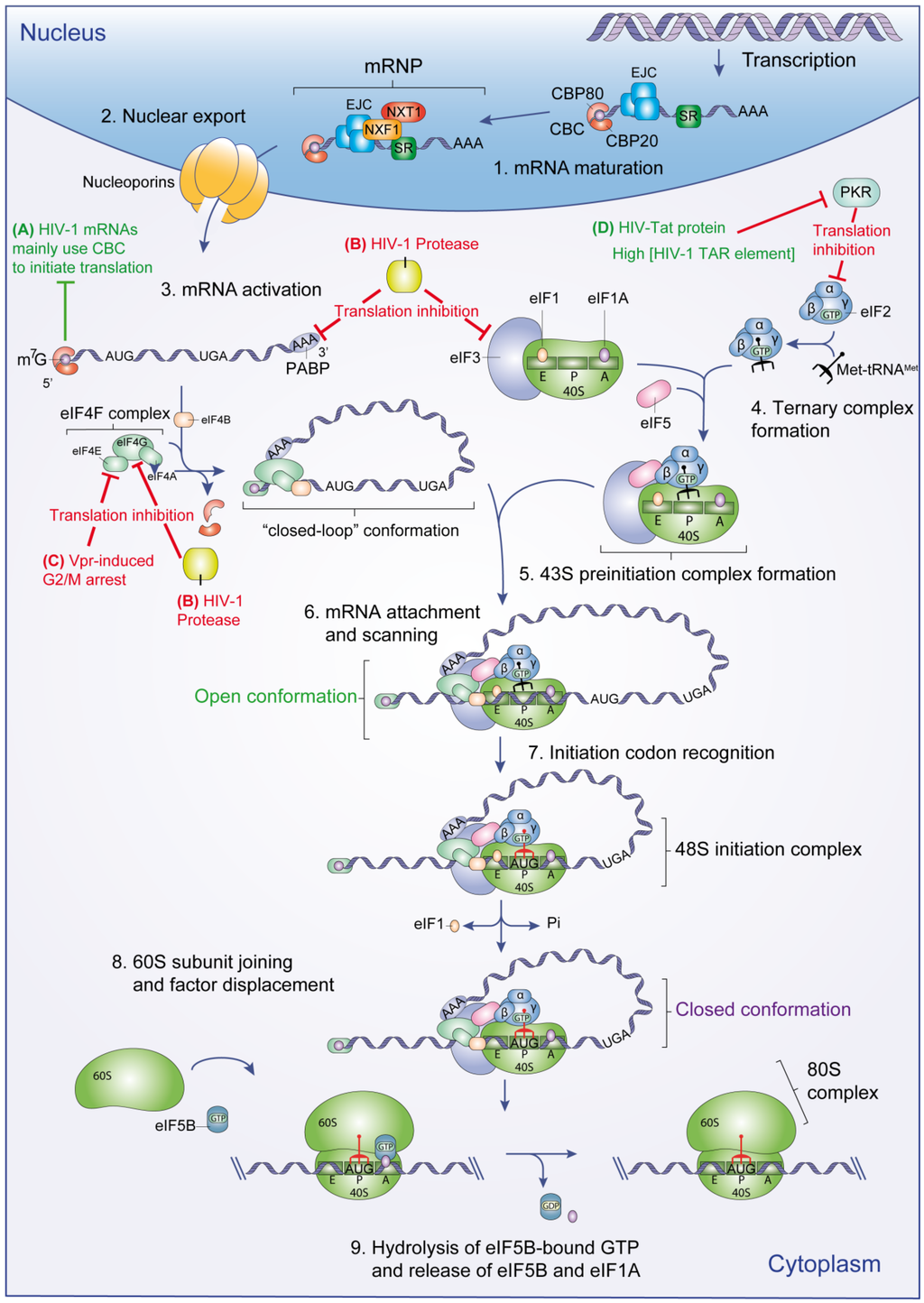 Viruses 07 00199 g001 1024