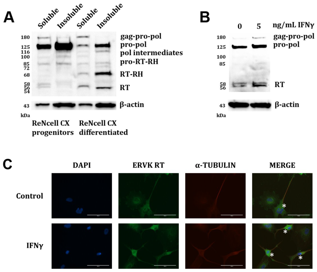 Viruses 07 00320 g003 1024
