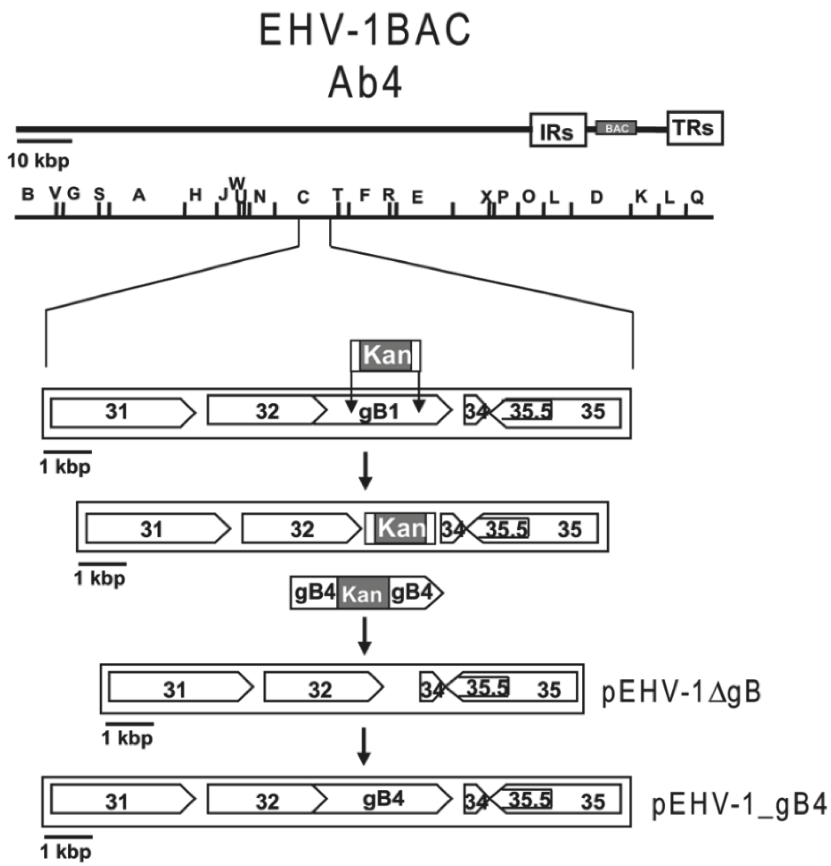 Viruses 07 00522 g002