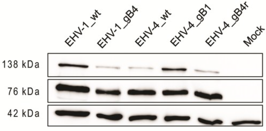Viruses 07 00522 g003 1024