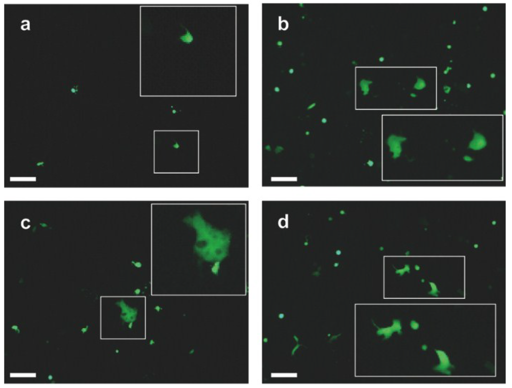 Viruses 07 00522 g004 1024