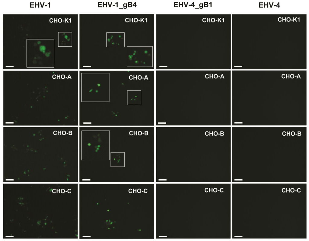 Viruses 07 00522 g006a 1024