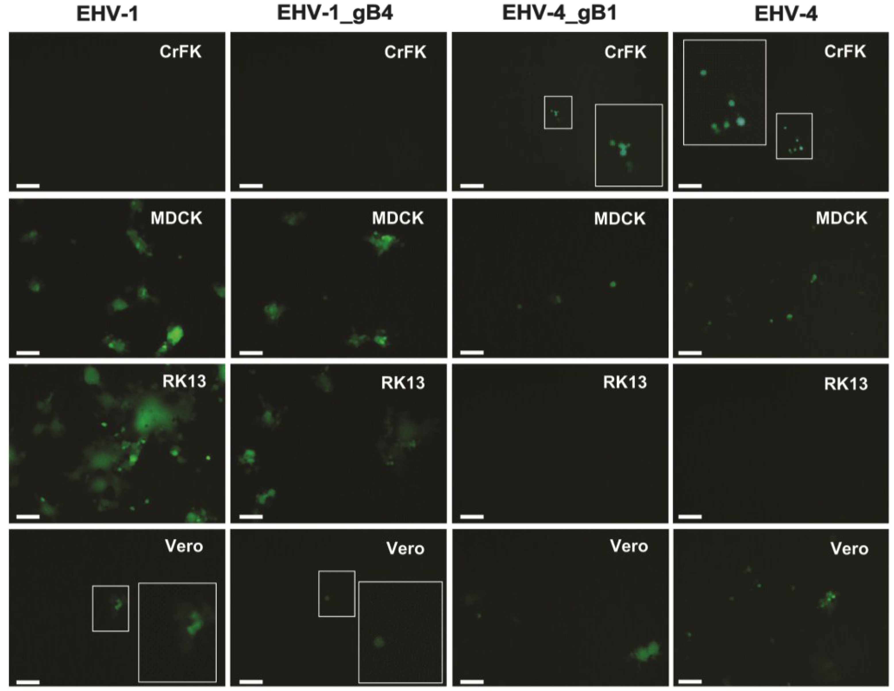 Viruses 07 00522 g006b