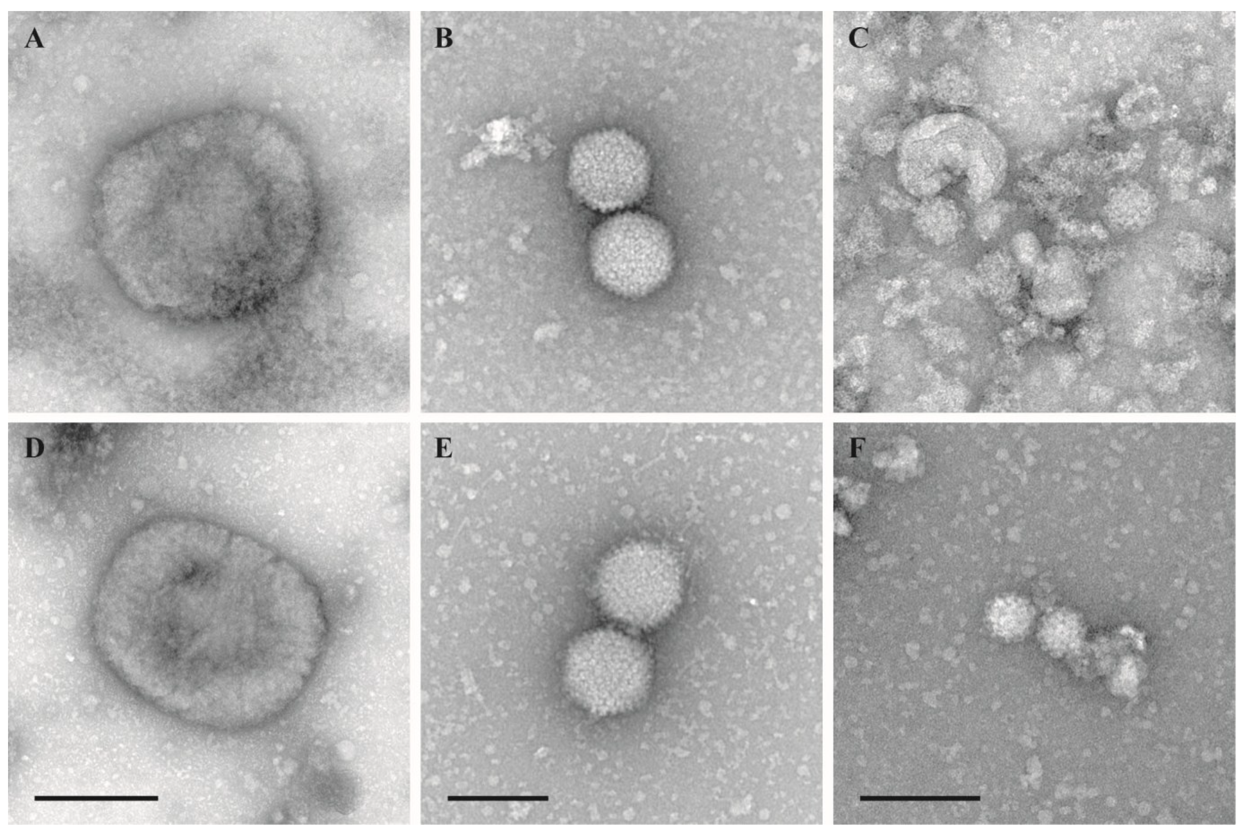 Viruses 07 00666 g001