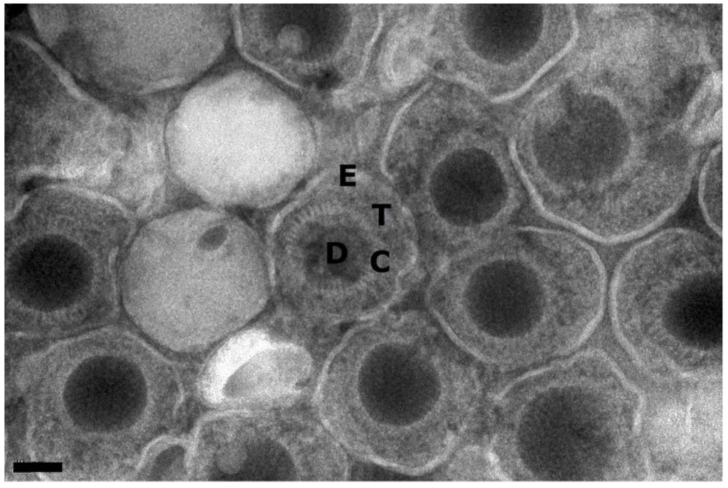 Viruses 07 00899 g001 1024