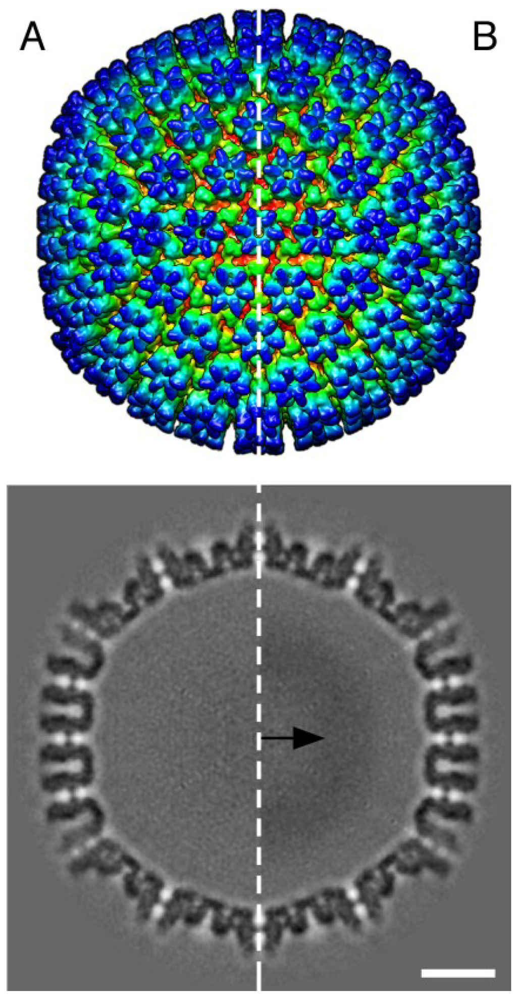 Viruses 07 00899 g006 1024