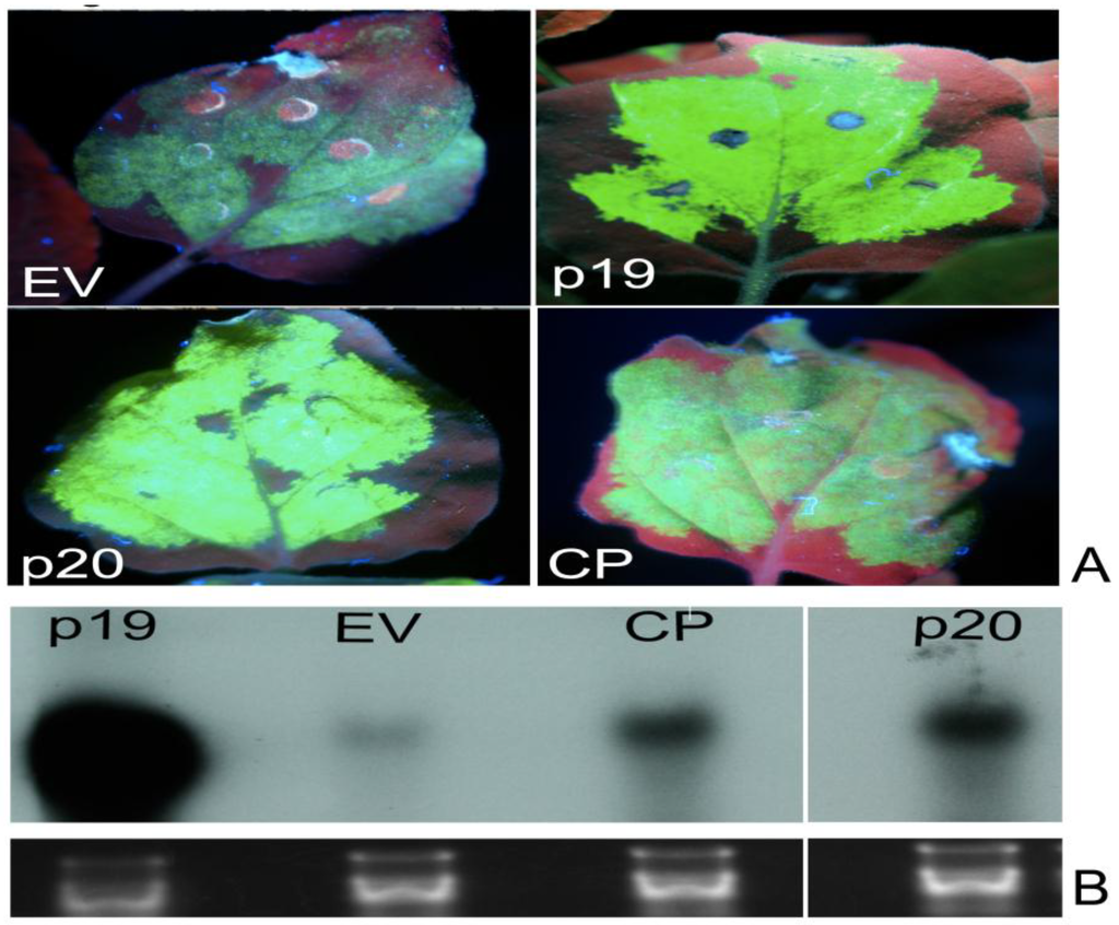 Viruses 07 00969 g002a 1024