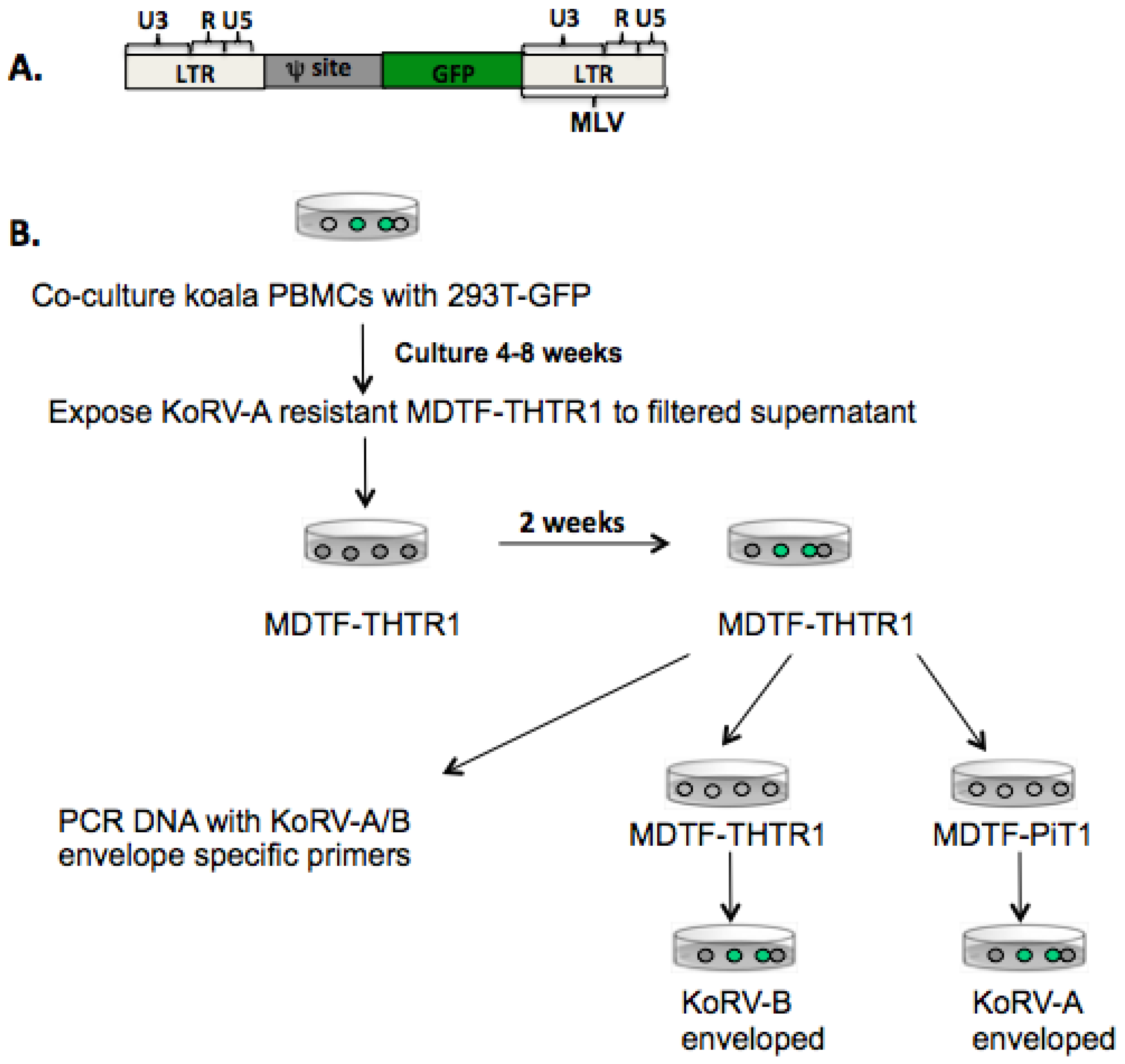 Viruses 07 01258 g002