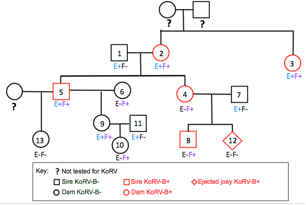 Viruses 07 01258 g005 1024