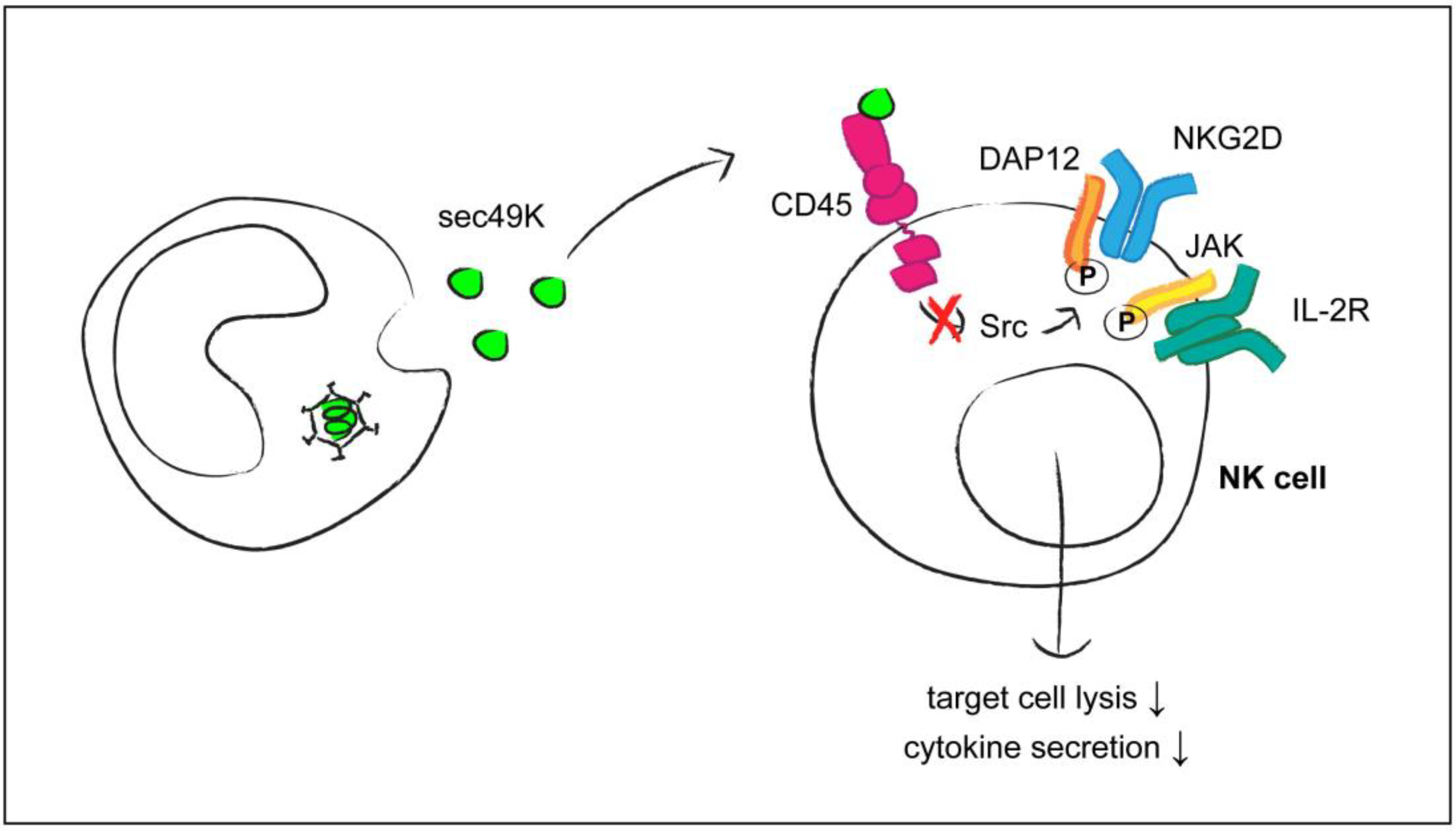 Viruses 07 01540 g001