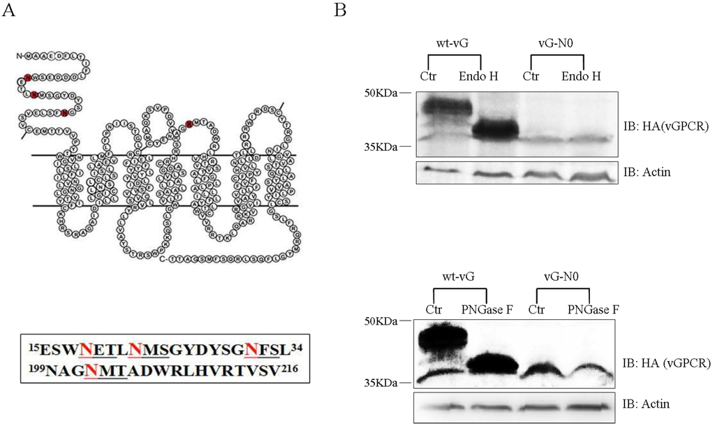 Viruses 07 01627 g001 1024