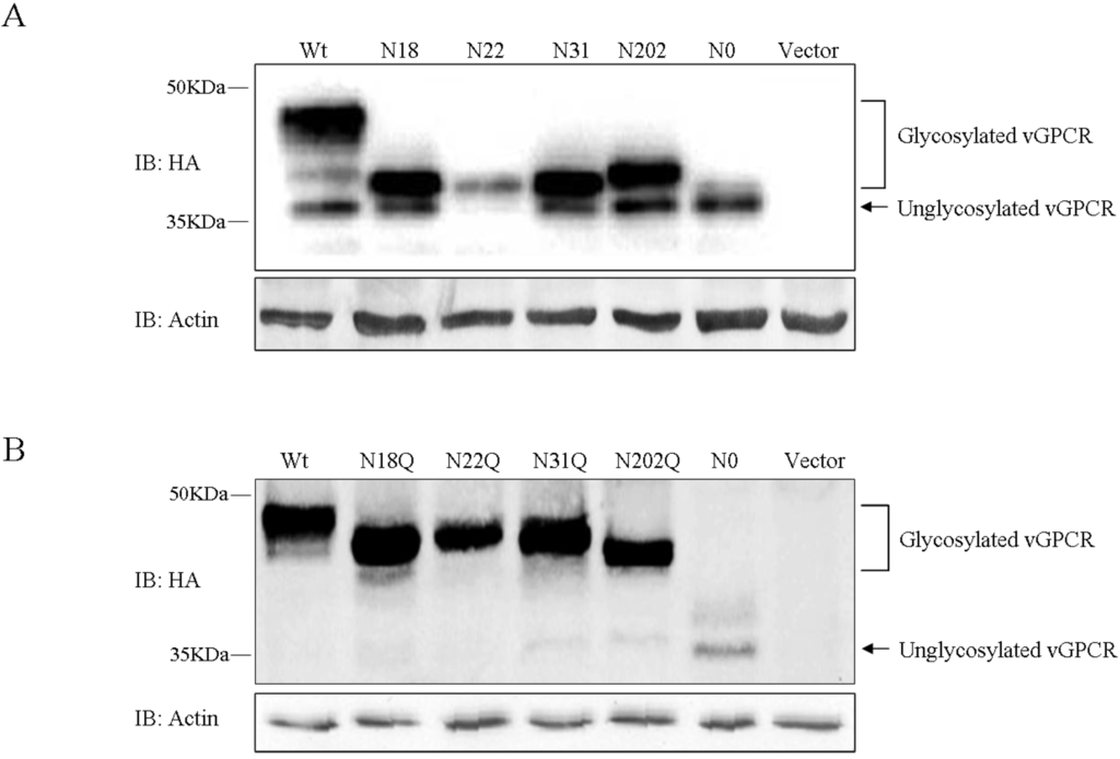 Viruses 07 01627 g002 1024