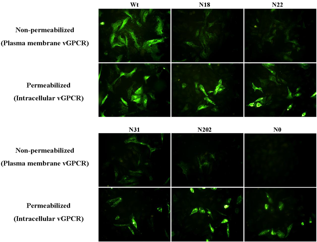 Viruses 07 01627 g004 1024