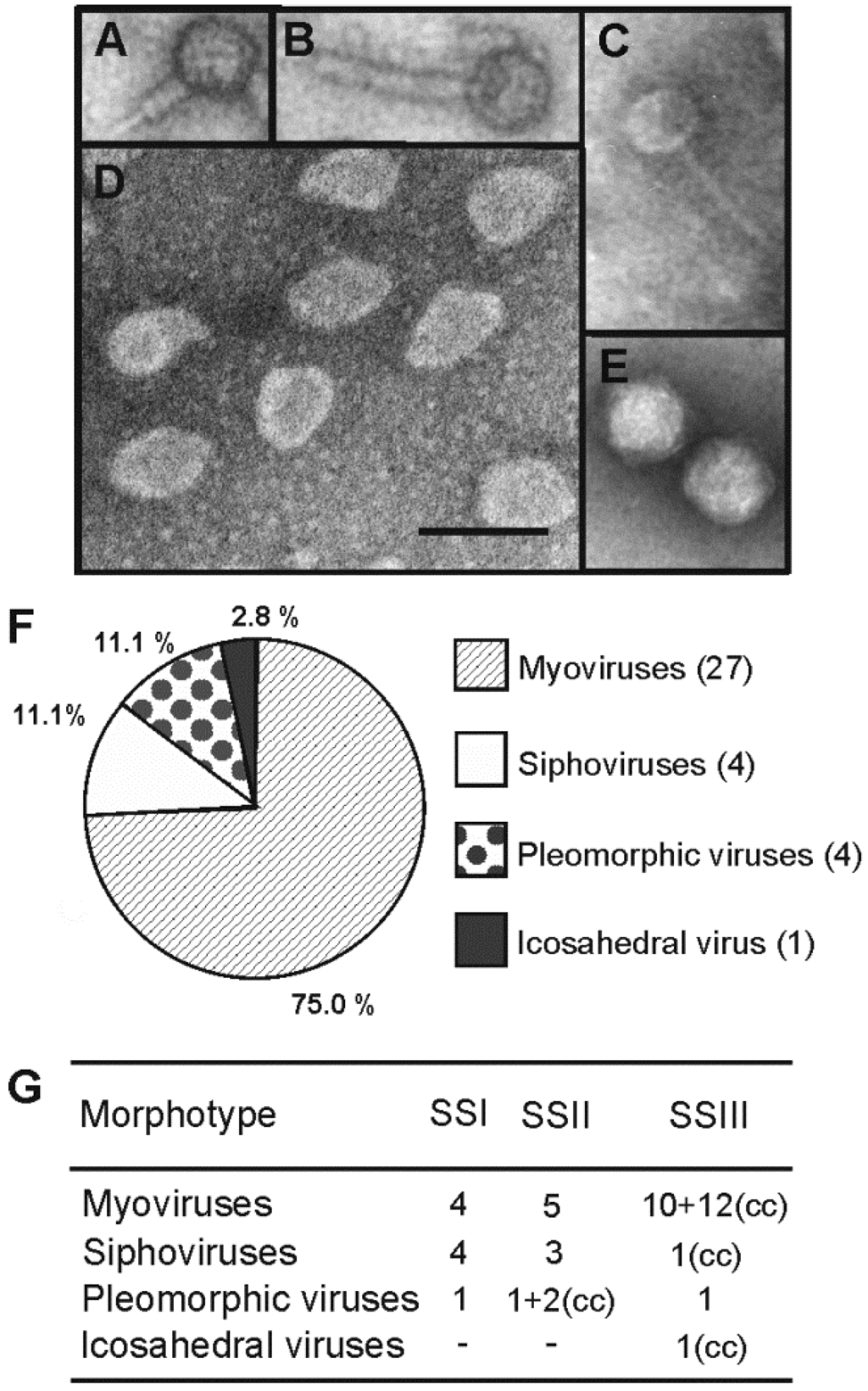 Viruses 07 01902 g002 1024