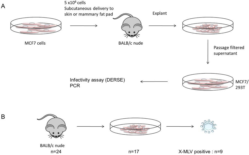 Viruses 07 02014 g001 1024