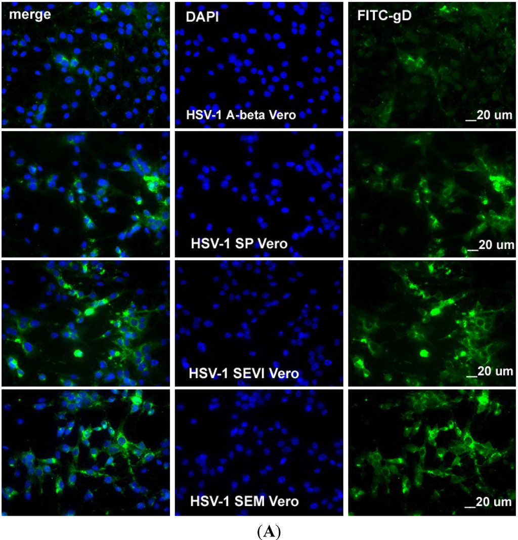 Viruses 07 02057 g004a 1024