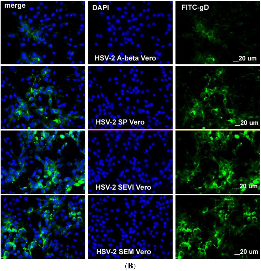 Viruses 07 02057 g004b 1024