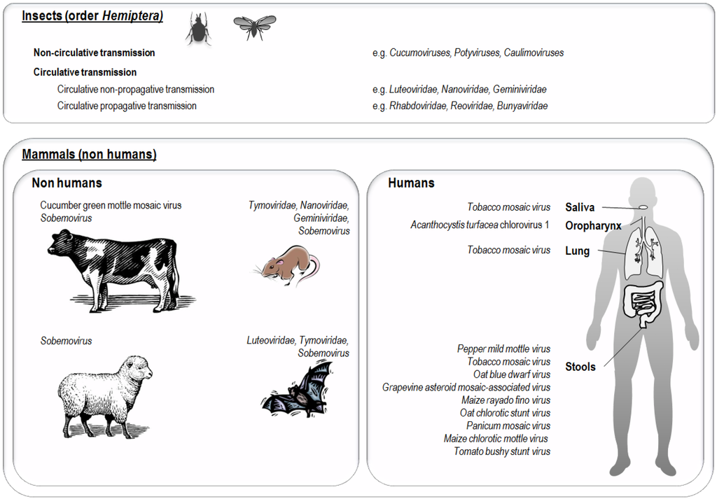 Viruses 07 02074 g003 1024