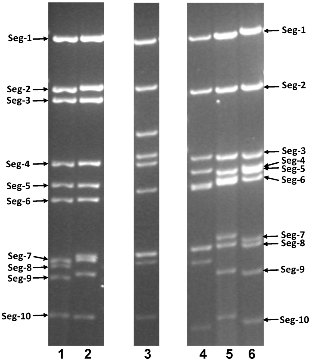 Viruses 07 02185 g001 1024