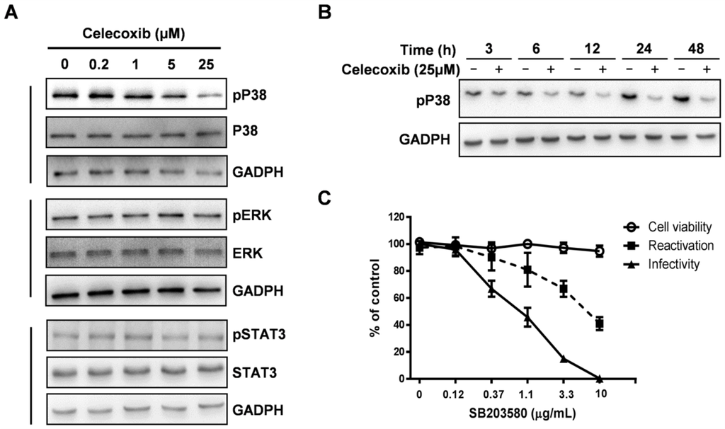Viruses 07 02268 g006 1024