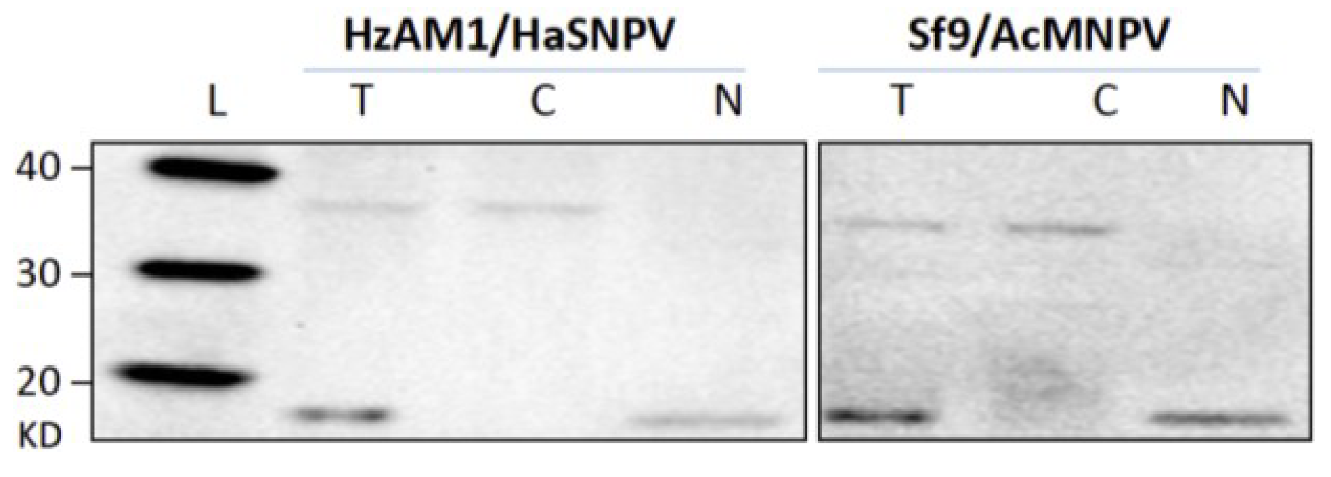 Viruses 07 02288 g001