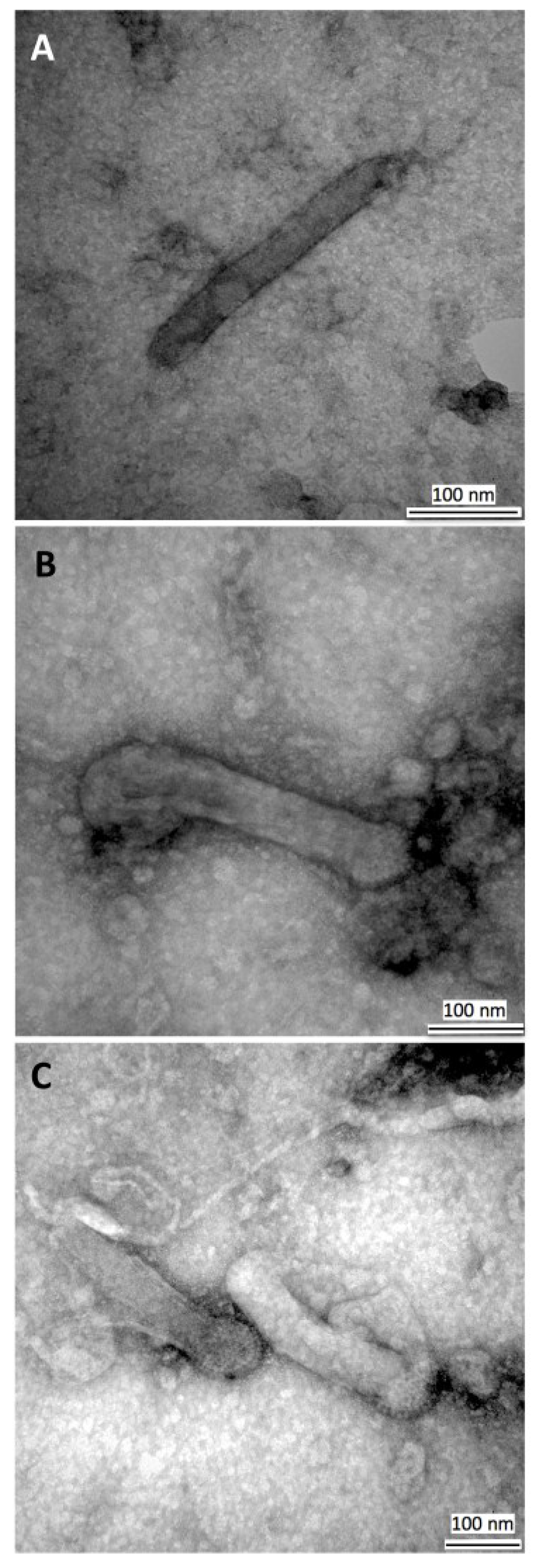 Viruses 07 02288 g005
