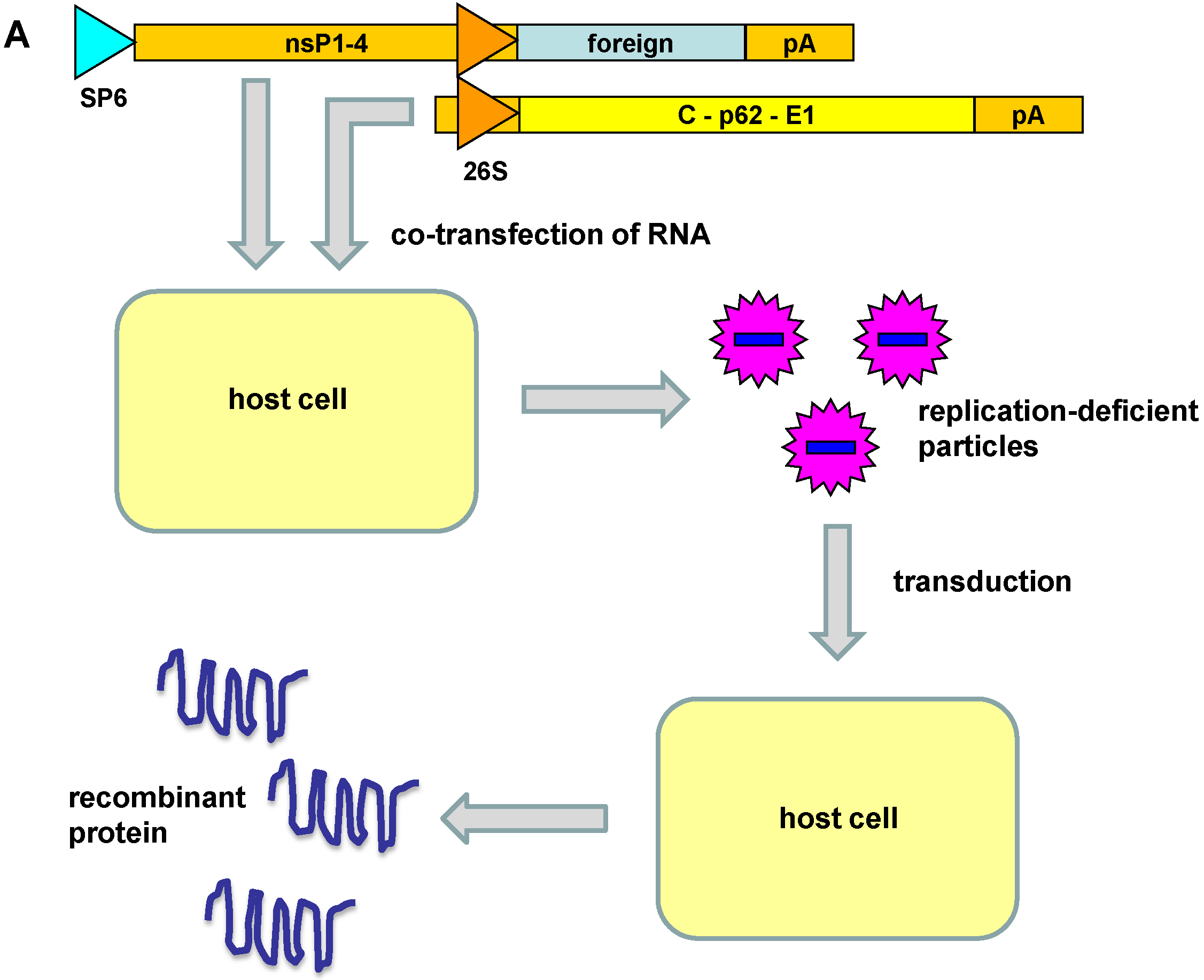 Viruses 07 02321 g002a