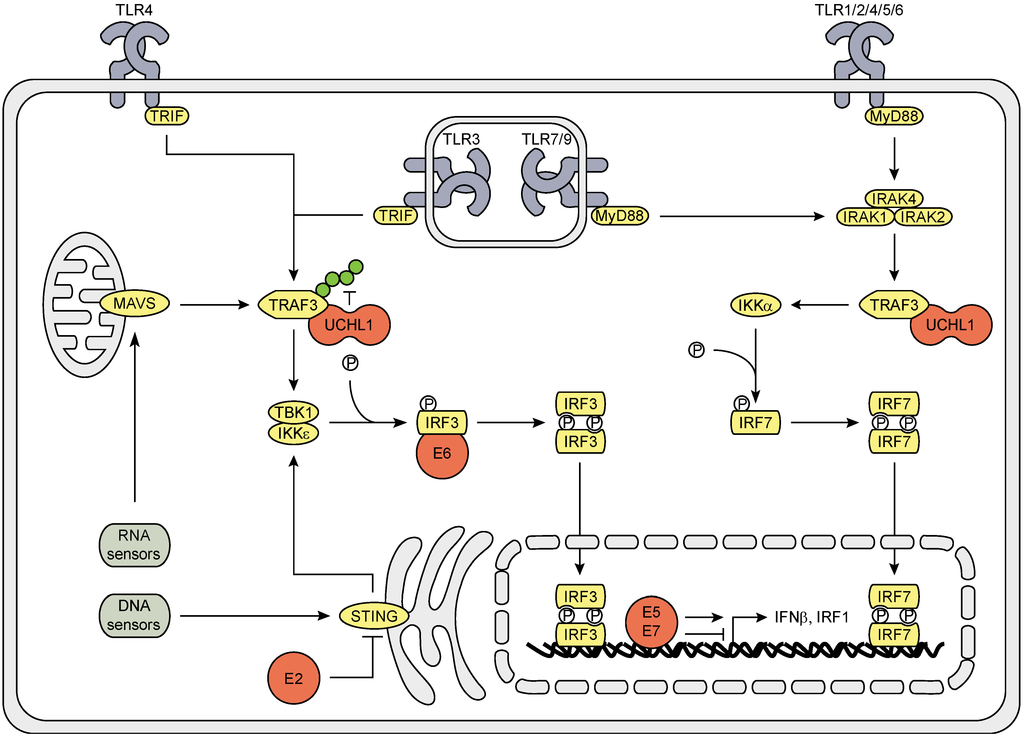 Viruses 07 02485 g001 1024